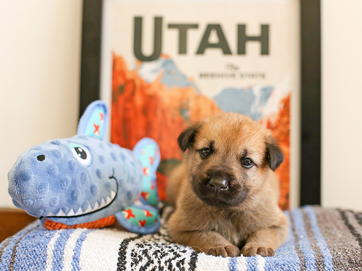 chinook puppy